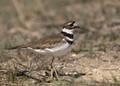 75 Killdeer Heislerville uploaded by Needsmoreritalin, nominated by Zzzs,  13,  1,  0