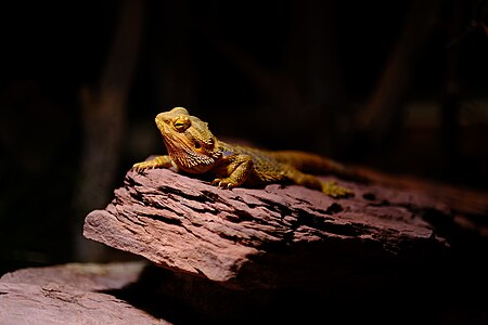 Pogona warming on his rock