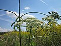 Heracleum sphondylium (Wiesen-Bärenklau)