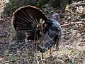 Wild Turkey (Male)