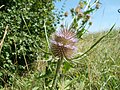 Dipsacus fullonum (Wilde Karde)