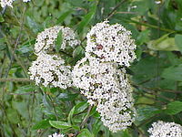 Viburnum utile