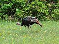 Wild Turkey