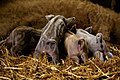 * Nomination Piglets of Mangalitza pig (approximately one month old) -- Smial 18:14, 1 May 2010 (UTC) * Promotion Grunz! --Berthold Werner 12:18, 2 May 2010 (UTC)