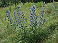 Gewöhnlicher Natternkopf (Echium vulgare)