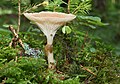 Clitocybe gibba