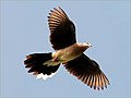 Thumbnail for File:Streptopelia chinensis-flying.jpg