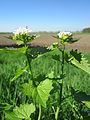 Alliaria petiolata (Knoblauchsrauke)