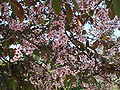 * Nomination: Flowers, branches, leaves and buds of prunus padus L. 'colorata', Jardin des Plantes, Paris.--Jebulon 10:07, 9 May 2010 (UTC) * * Review needed