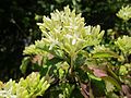 Cornus sanguinea (Roter Hartriegel)