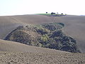 Calanco, tipica area a crescita spontanea della campagna marchigiana. Presso Castelleone di Suasa