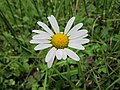 Magerwiesen-Margerite (Leucanthemum vulgare)