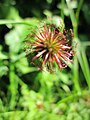 Geum urbanum (Echte Nelkenwurz)