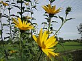 Topinambur (Helianthus tuberosus)