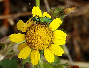 Oedemera lurida