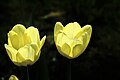 Tulipe jaune