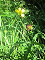 Geum urbanum (Echte Nelkenwurz)