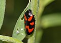 Cercopis vulnerata