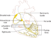 English: with heart outline [PNG]