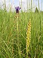 Orchis anthropophora