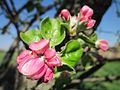 Kulturapfel (Malus domestica)