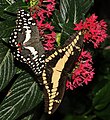 * Nomination Two Lepidoptera: Papilio demodocus and Papilio cresphontes on flowers. --ComputerHotline 18:35, 17 May 2010 (UTC) * Promotion Good. --Cayambe 09:14, 18 May 2010 (UTC)