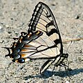 Appalachian Tiger Swallowtail