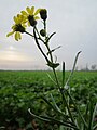 Schmalblättriges Greiskraut (Senecio inaequidens)