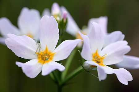 Hottonia palustris