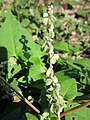 Fallopia convolvulus (Windenknöterich)