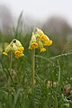 * Nomination: Primula veris in Abruka, Estonia --WikedKentaur 05:59, 17 May 2010 (UTC) * * Review needed