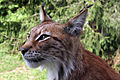 * Nomination Lynx lynx by user:Dcastor --Korall 17:39, 8 September 2009 (UTC) * Promotion Excellent --Cayambe 18:11, 8 September 2009 (UTC)