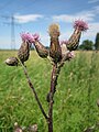 Cirsium arvense (Acker-Kratzdistel)