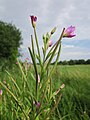 Epilobium hirsutum (Zottiges Weidenröschen)