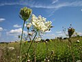 Daucus carota subsp. carota (Wilde Möhre)