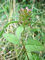 Prunella vulgaris (Kleine Braunelle)