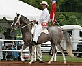 Some sabino horses have lots of intermixed white in the body, but are born that way and will not turn white with age.