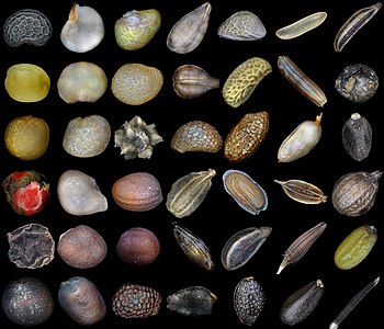 Microimages of seeds of various plants