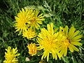 Crepis biennis (Wiesen-Pippau)