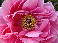 * Nomination inside a Paeonia suffruticosa. ----Jebulon 22:47, 28 April 2010 (UTC). * Promotion Also good. Same remark as for the image at the left here. :-) --Cayambe 09:17, 29 April 2010 (UTC) Done--Jebulon 16:54, 29 April 2010 (UTC)