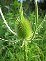 Dipsacus fullonum (Wilde Karde)