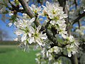 Schlehdorn (Prunus spinosa)