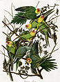 Carolina Parakeet