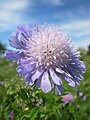 Knautia arvensis (Acker-Witwenblume)