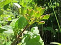 Viburnum lantana (Wolliger Schneeball)