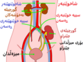 کوردی