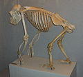 skeleton