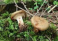 Paxillus involutus