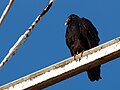 Turkey Vulture