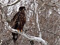 Bald Eagle (Immature)